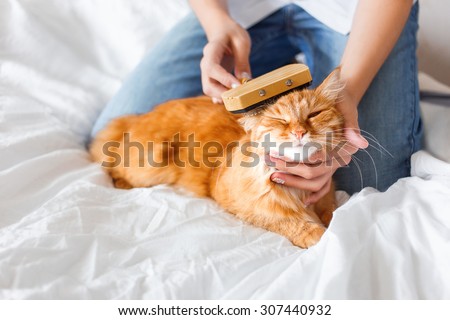 The woman combs a dozing cat\'s fur. Ginger cat\'s head lies on woman hand. The fluffy pet comfortably settled to sleep. Cute cozy background, morning bedtime at home.