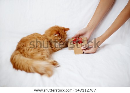 Woman gives her furry pet a christmas present. Ginger cat looks curiously at a gift in craft paper with crocheted red snowflake.