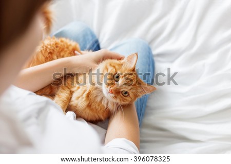 Ginger cat lies on woman\'s hands. The fluffy pet comfortably settled to sleep or to play. Cute cozy background with place for text. Morning bedtime at home. Soft focus.