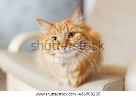 Cute ginger cat is sitting on chair. Fluffy pet looks curious. Cozy home background with funny pet.