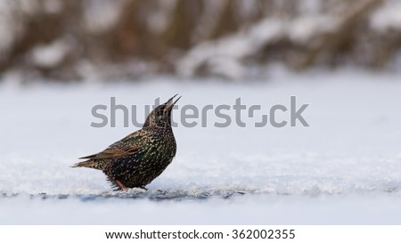 Common starling drinking water