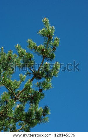 Young branches of  pin tree in spring against blue sky background.