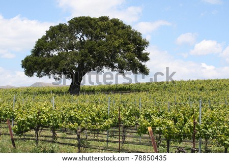Oak tree at vineyard with grape vines