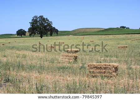 Collected hay on a field.