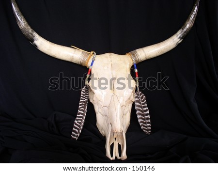 Full Front View of steer skull