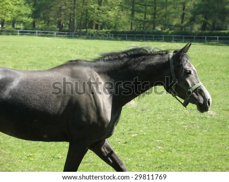 Gray arabic horse running on the paddock