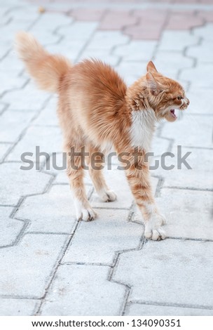 Scared cat with fur up on end