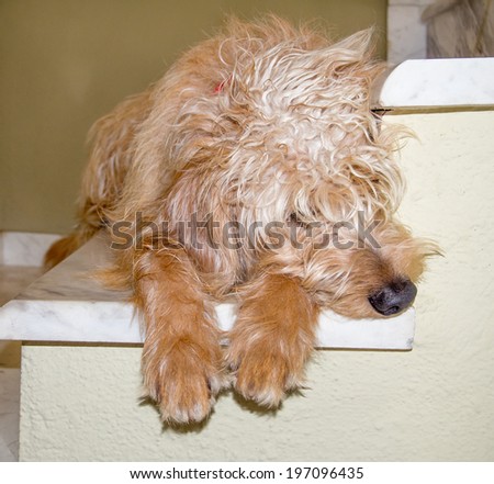Cute fluffy Dog asleep on the stairs