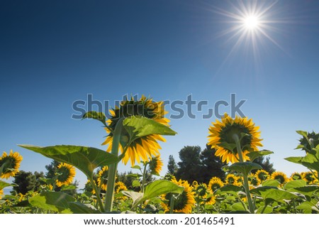 Beautiful Sunflowers pointing towards a bright sun