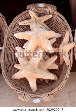 Dead Starfish on sale in a souvenir shop