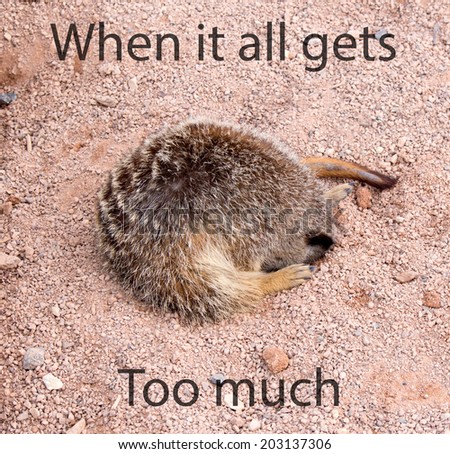 Meerkat sleeping with its head in a hole with the words When it all gets too much