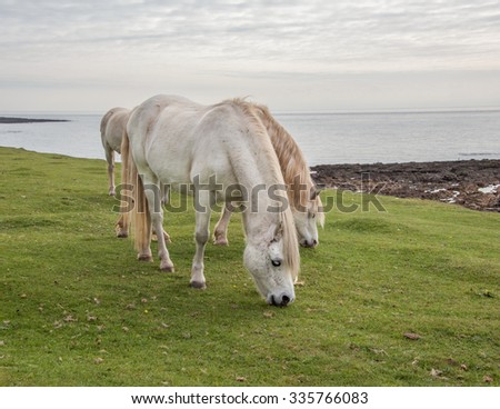 White Horses  Horse grazing on common land close to the sea