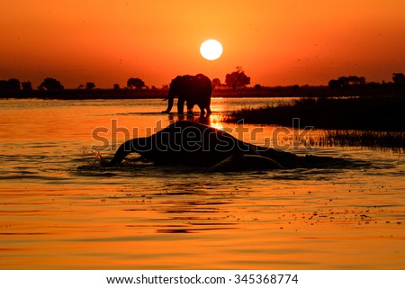 Elephant Sunset\
A picture of an elephant sunset taken from a boat on the chobe river ,Botswana .