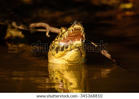 A head shot of a yacare caiman with a dragonfly perched on its nose ,taken in the Pantanal Brazil . The picture is called \
