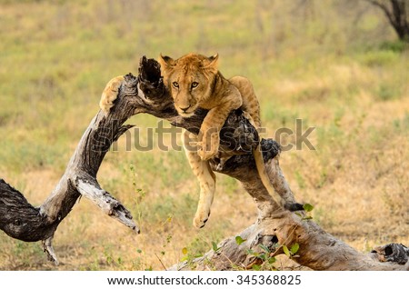 Young lion resting perched precariously on a branch in the Selous Tanzania.\
The picture is called \