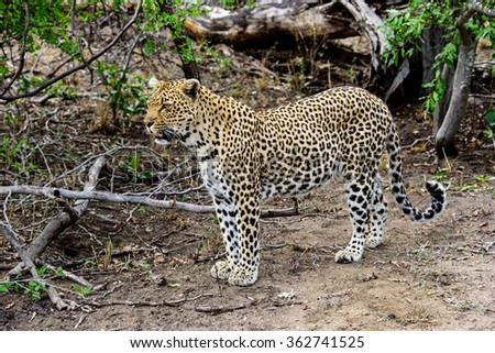An alert Leopard watching