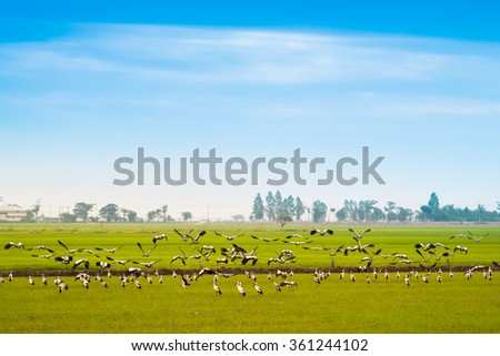 Flocks of pelicans fly in rice fields.