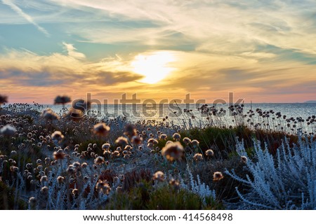 Thistles on dunes / Sunset at northbeach of sardinia - Italy / meditation mood