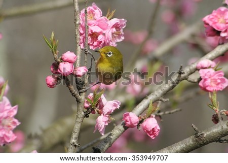 March 17, 2009 Expo Nature Culture Park / The japanese white-eye on peach blossom Part 1 / Peach blossom and Japanese white-eye