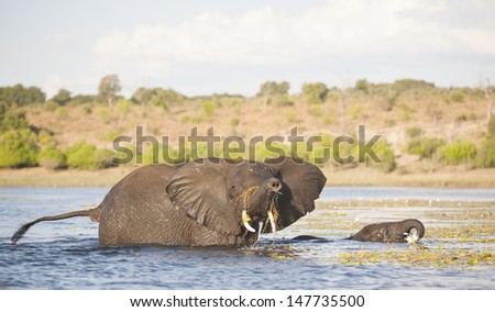 Two hungry elephants:Mom and little one