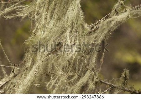 Lichen or old man\'s beard or spanish moss
