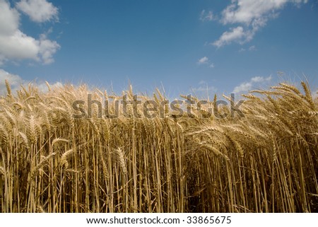 Bearded Wheat