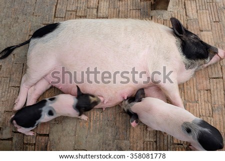 miniature pig family  in a ranch farm