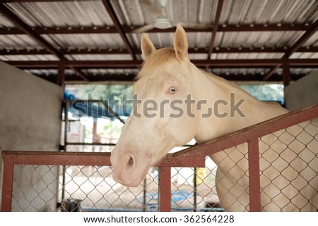 stagnated horse in stable feels unhappy and no freedom