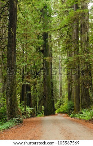 road in redwood national park in california, usa