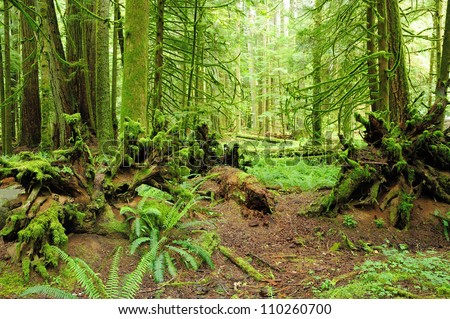 Vancouver Island Rainforest