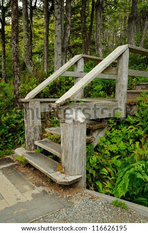 wood stair in rain forest, vancouver island, bc, canada
