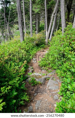 hiking trail in forest, east sooke provincial park, british columbia, canada