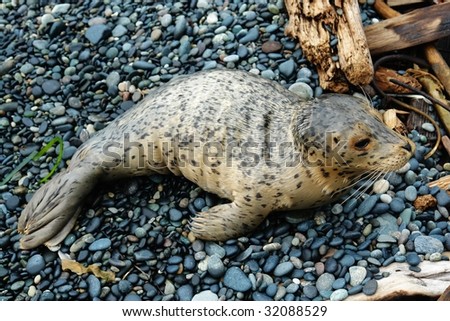 A baby seal relaxing on beach, east sooke, vancouver island, british columbia, canada