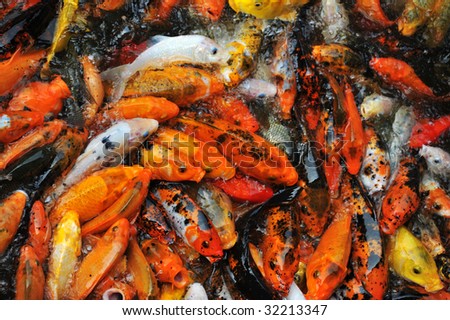 Colorful brocaded carps chasing food in a garden pond at the historic yuyin cottage (built in around 1850), Guangzhou, guangdong, china