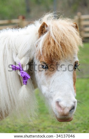 Adorable Pony