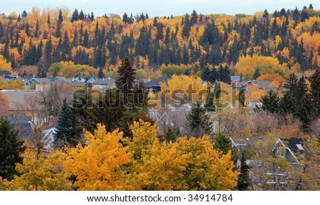 Autumn colorful forest in the mill creek ravine park, city edmonton, alberta, canada