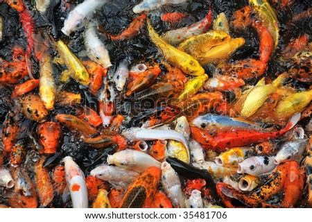 Brocaded carps chasing food in a garden pond