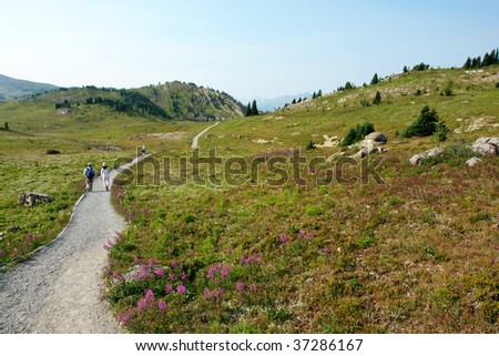 Winding hiking trail in sunshine meadows, one of the best trails at banff national park, alberta, canada