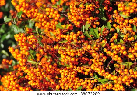 Abstract background of colorful autumn berries in beacon hill park, victoria, british columbia, canada