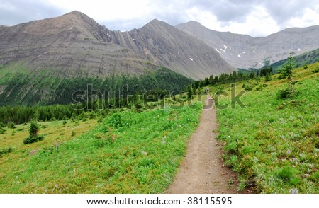 Summer view of winding hiking trail on alpine meadows at ptarmigan cirque, kananaskis country, alberta, canada