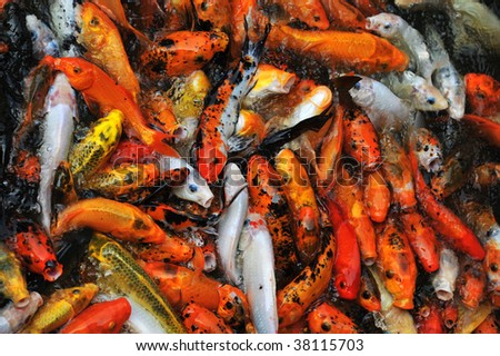 Colorful brocaded carps chasing food in a garden pond at the historic yuyin cottage (buit in around 1850), guangzhou, guangdong, china