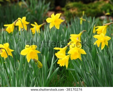 Wild yellow daffodils in spring, beacon hill park, victoria, british columbia, canada