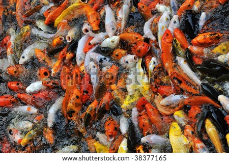 Colorful brocaded carps chasing food in a garden pond at the historic yuyin cottage (buit in around 1850), guangzhou, guangdong, china
