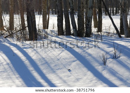 Winter view of the snow land and tree trunks in elk island national park, Alberta, Canada