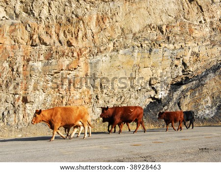 Outdoor portrait of cow walking on road, sheep river valley, alberta, canada