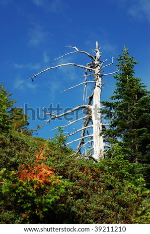 Dead tree in the forest, hurricane ridge, Olympic national park, Washington