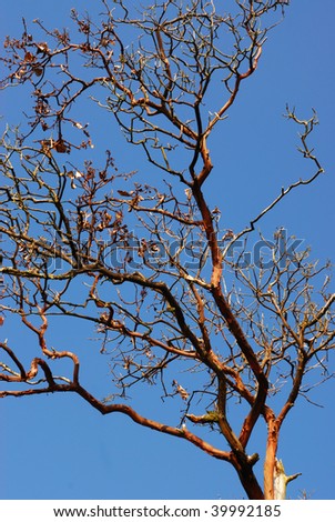 Withered tree branches under the blue sky in the gulf islands national park, british columbia, canada