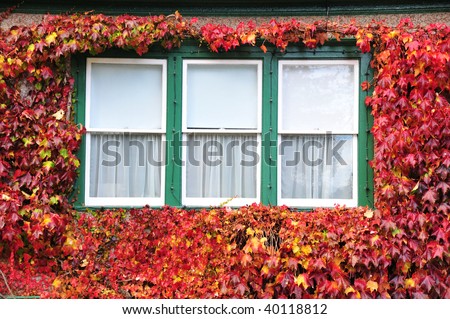 Window on the wall with colorful autumnal leaves of ivy in butchart garden, victoria, british columbia, canada