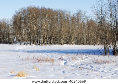 Winter view of the snow land and forest in elk island national park, alberta, canada