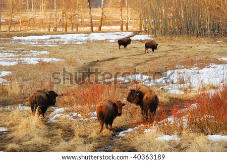 Wild bison herd wandering on winter grass field at the elk island national park, alberta, canada